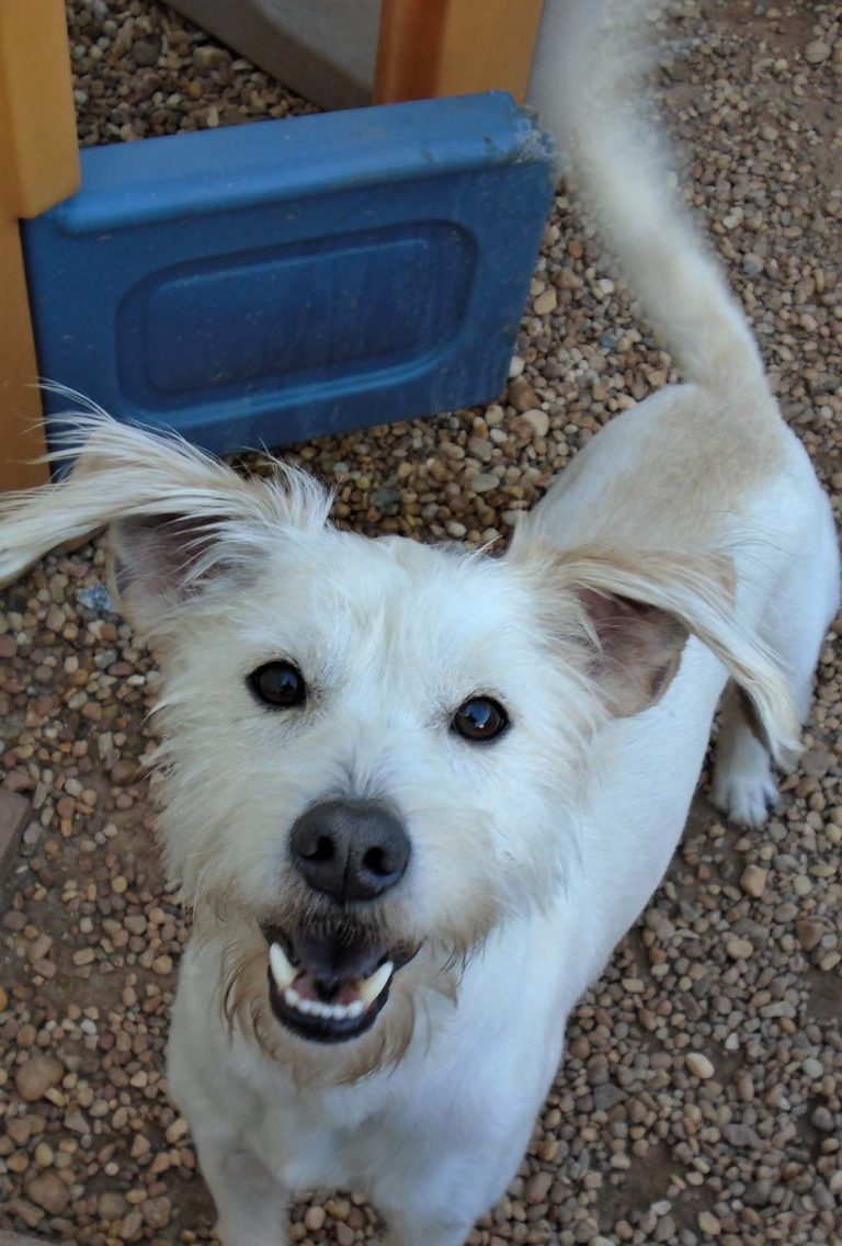 Home Paws & Play Dog Daycare